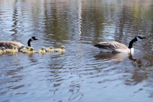「何人家族?」や「何人兄弟」は英語で何というのか?