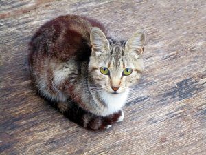 「cat」,「kitty」,「pussycat」の意味とニュアンス
