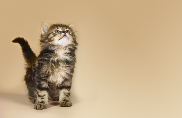 英語で猫という意味になる「cat」,「kitty」,「pussycat」はどう違う? どう使い分ける?