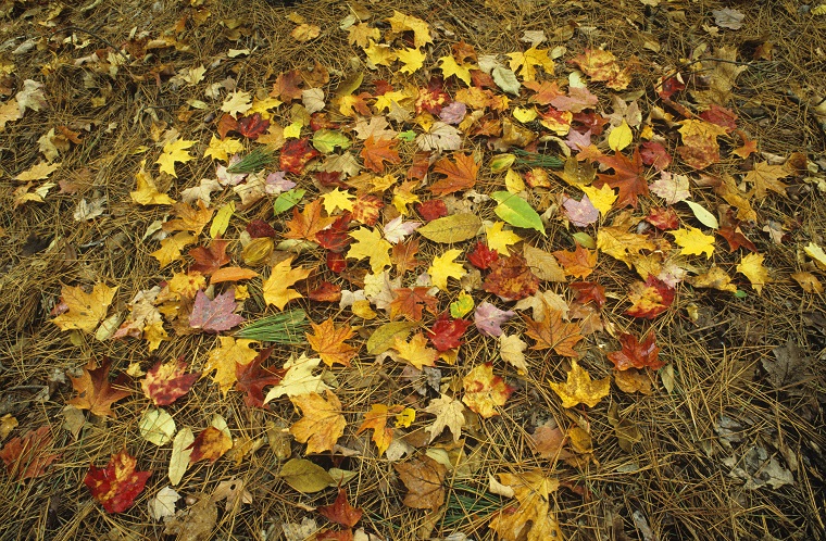 fallとautumnはどう違いますか? 「秋」という場合にfallとautumnのどちらを使う?