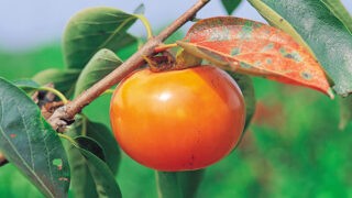 「柿」は英語で何という？ 語源や発音、アクセントの言い方も紹介