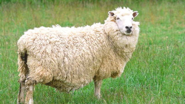 羊は英語で何という？ 羊の複数形は何？「ラム」も羊という意味？